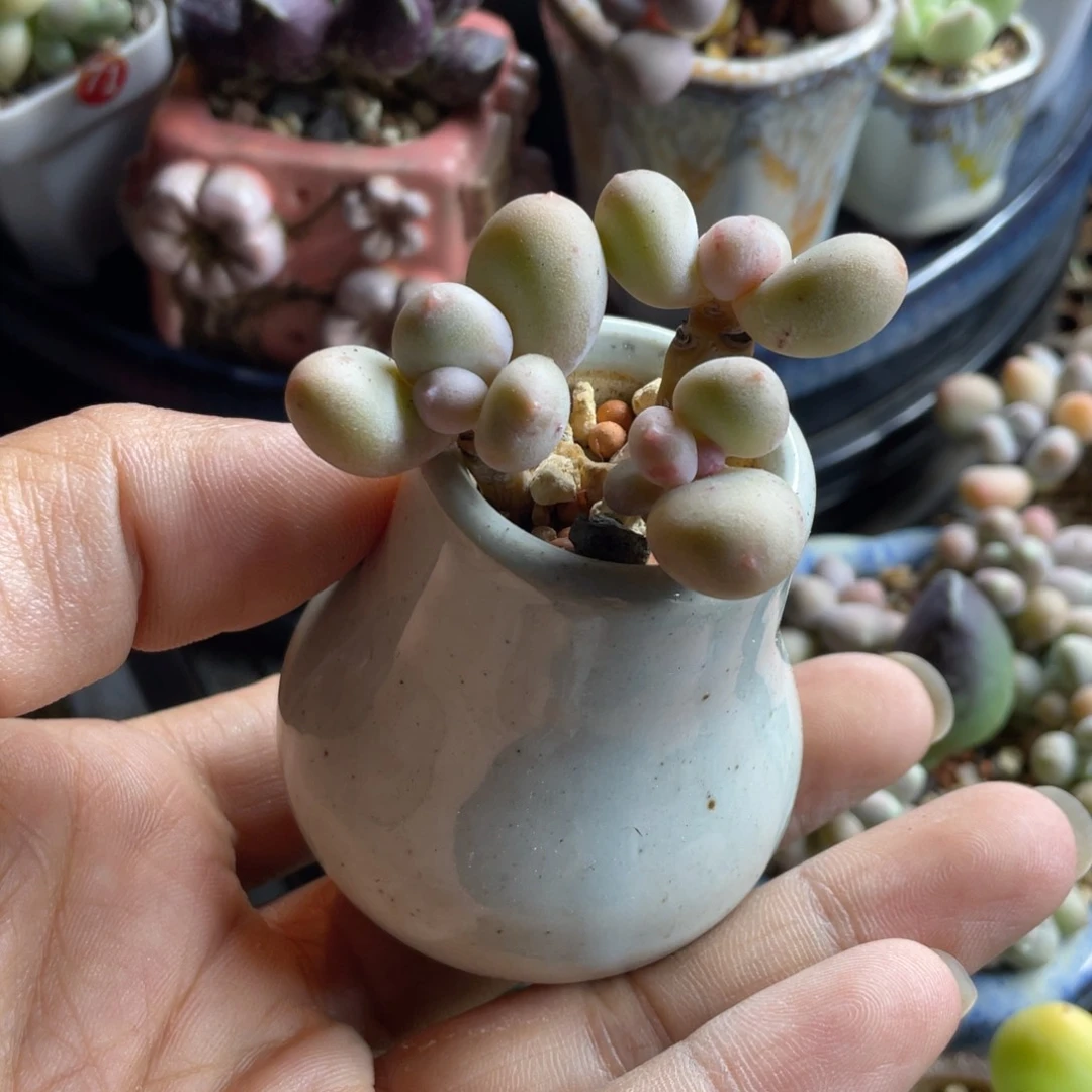 mini奶群满50包邮非偏远