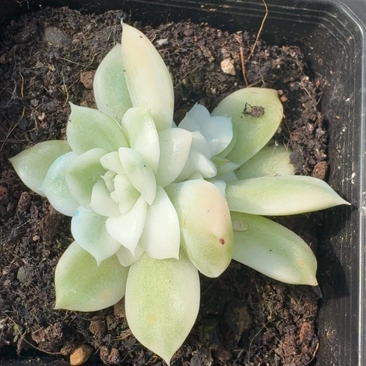 超白麦秆锦底座带覆轮头