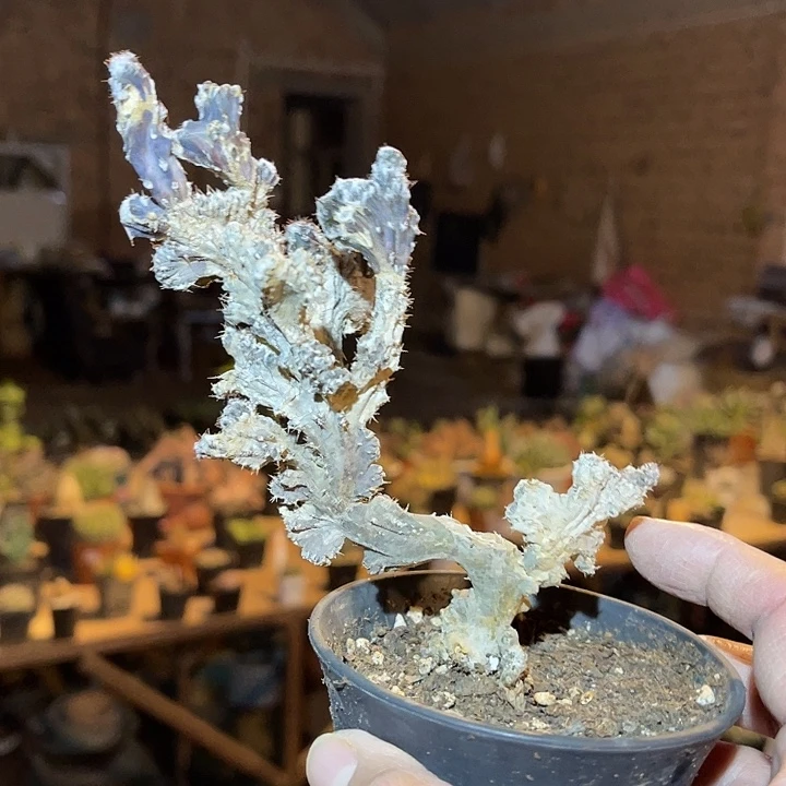 满38包邮2天凑单，脱土晾根发货多肉植物残雪