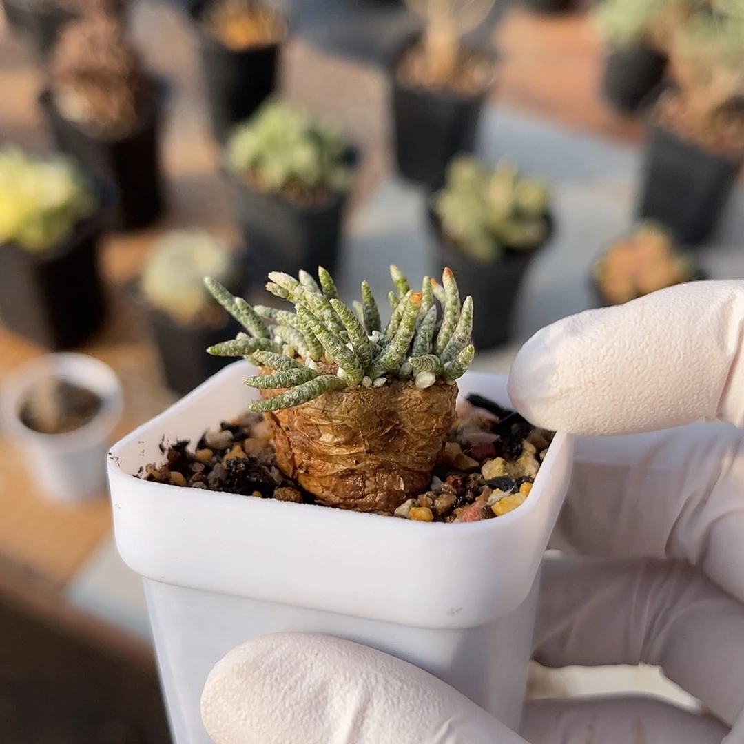 老家产地红花韧锦