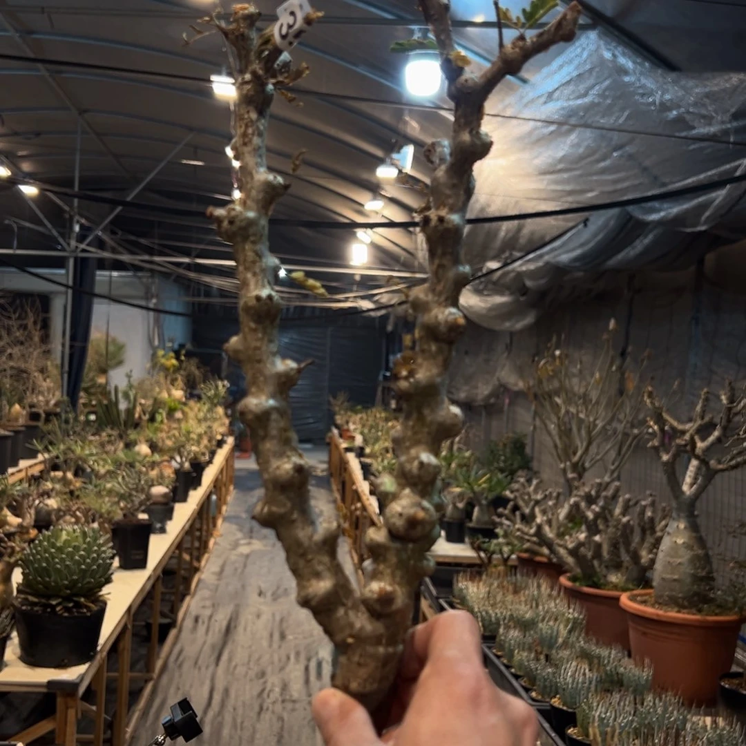 不*颜354念珠沙漠苏木块根植物脱土发货