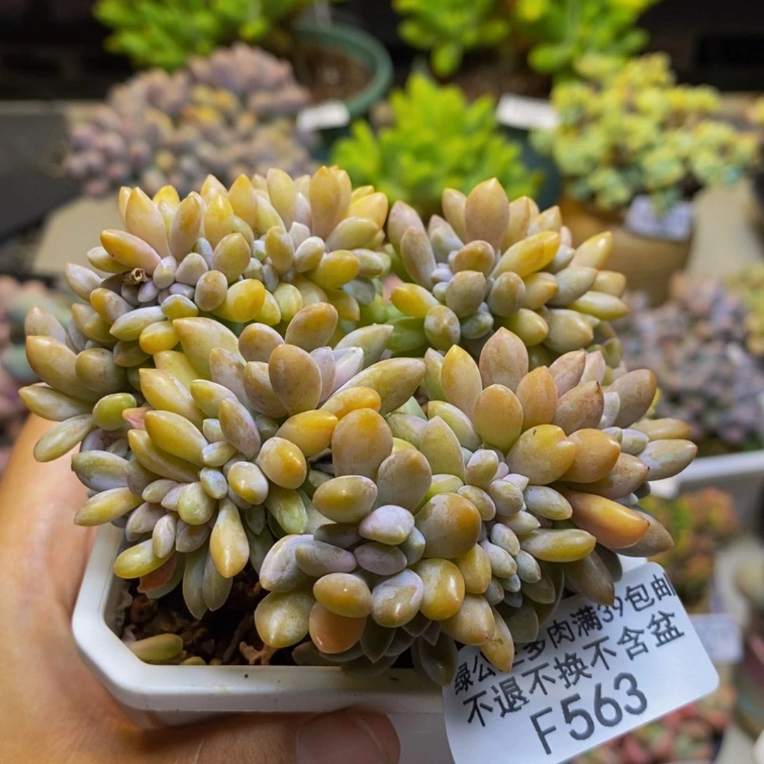 563屁桃奶酪缀多肉8cm