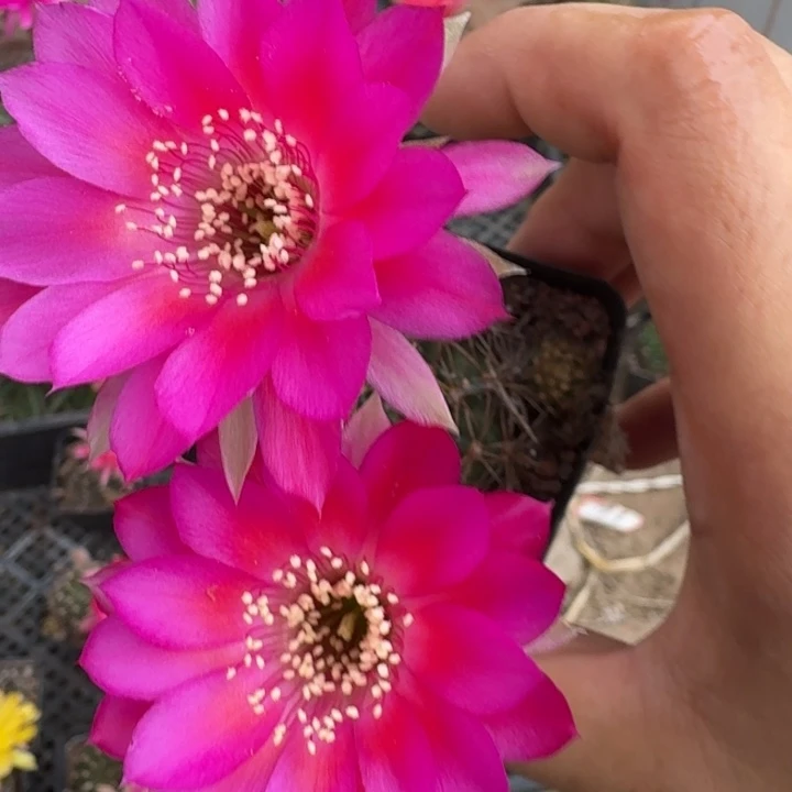 213丽花根掰花脱土发货瘦软
