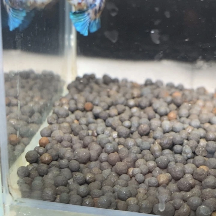 斗鱼泰国斗鱼440号