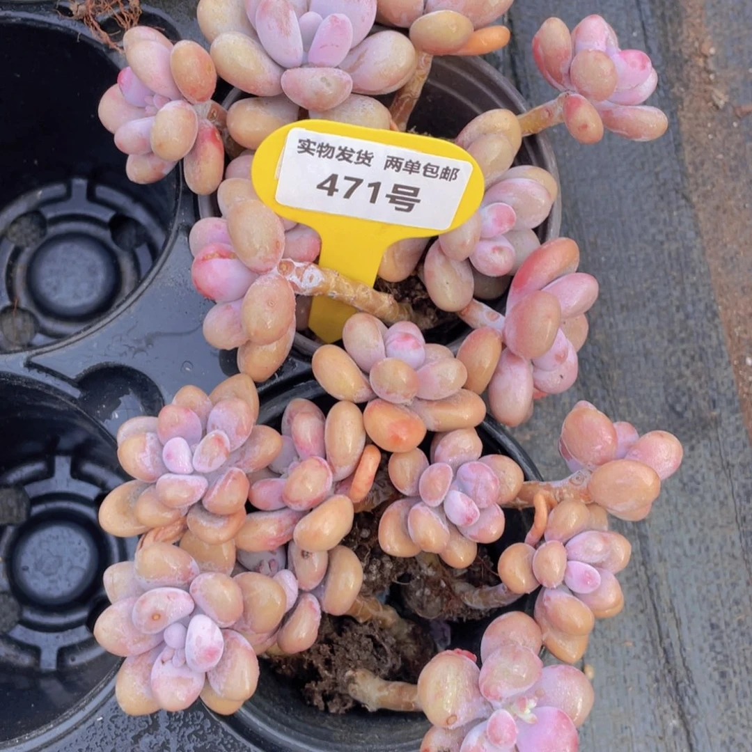 471号丸叶粉桃蛋组合八头起