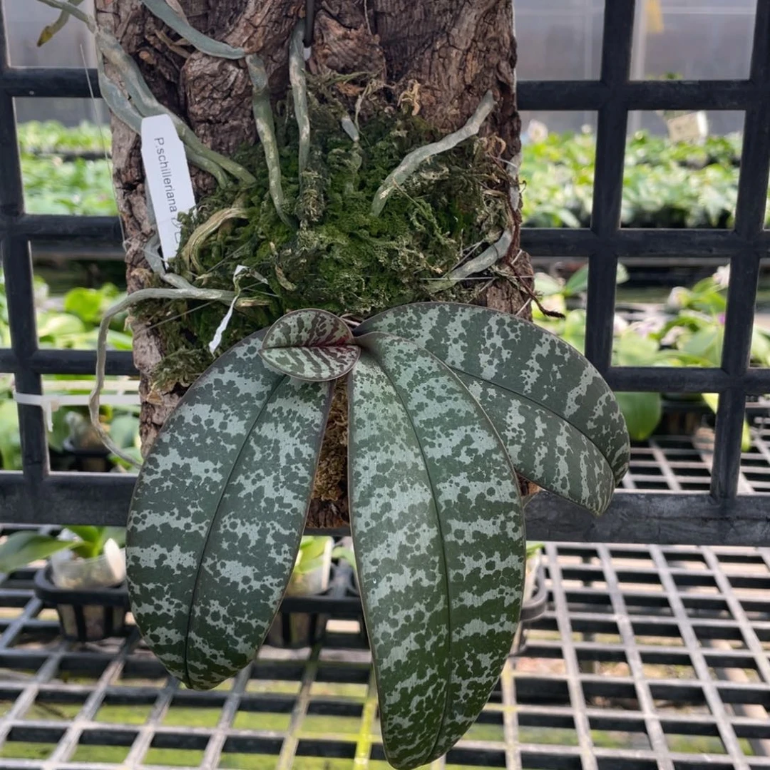 当前无花栽培后可以开花板植，沙巴西兄弟交