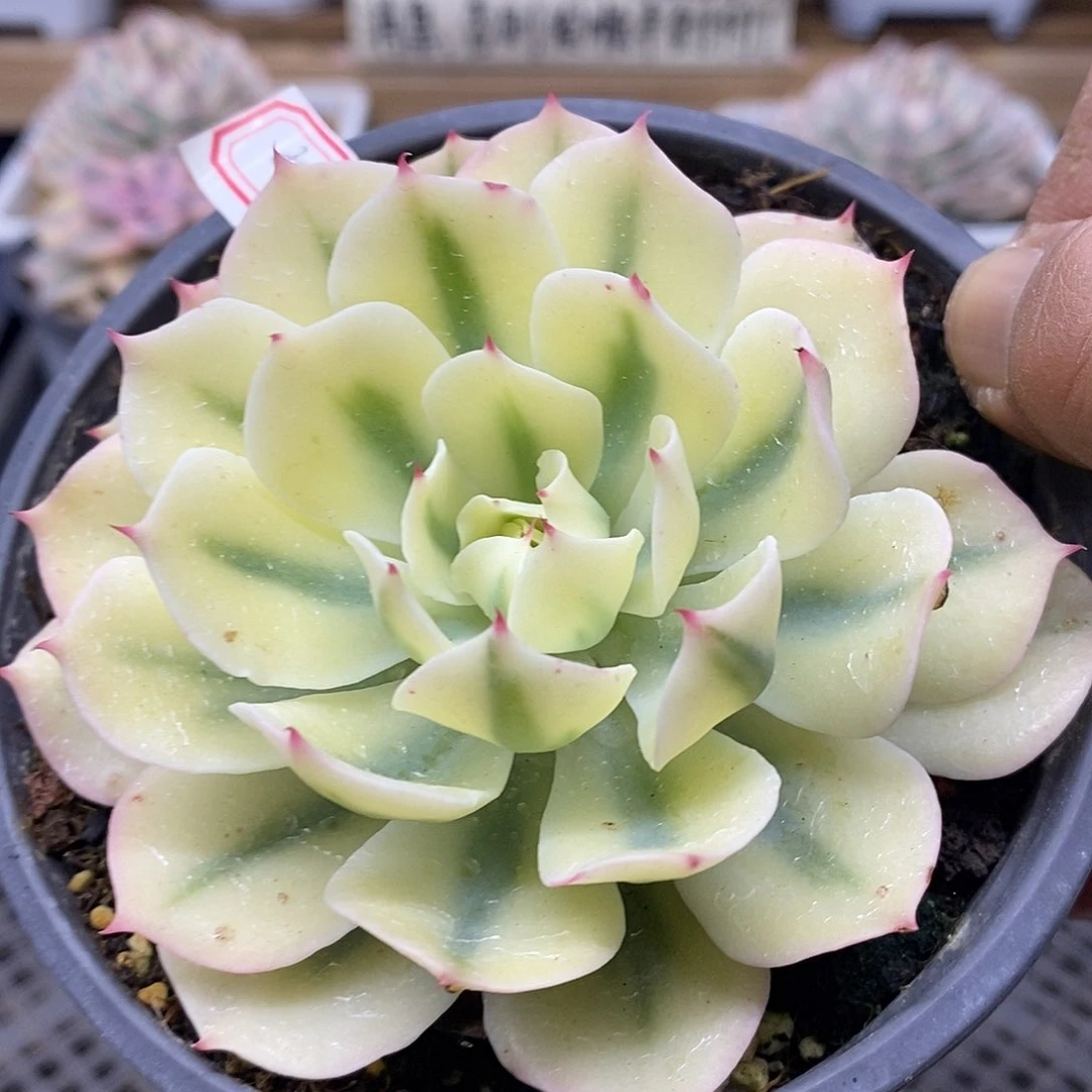 0904 海啸覆轮锦