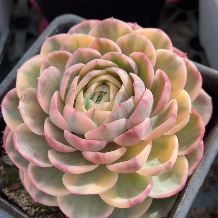 彩色绿体昂斯诺锦业一拍