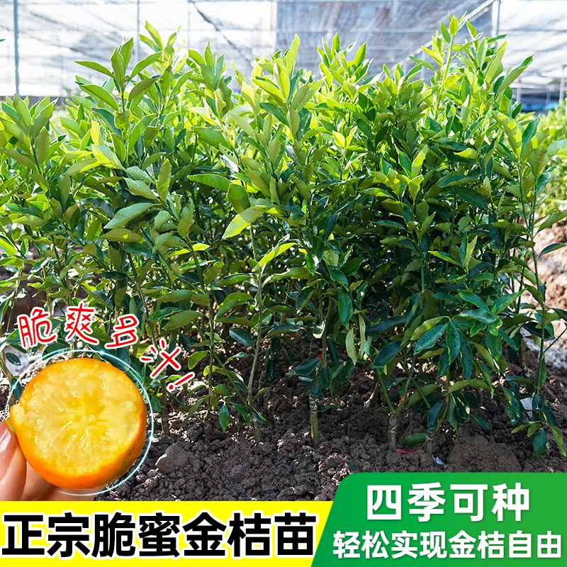 广西金桔树苗盆栽脆皮金桔脆蜜金桔嫁接苗橘子果苗带土叶四季种植