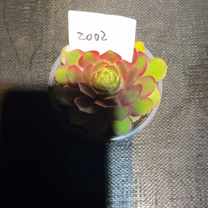 天***华多肉植物保护专业知识2002