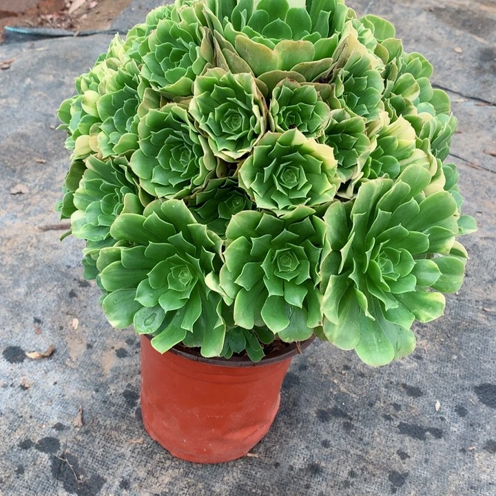 37绿羊绒多肉111111