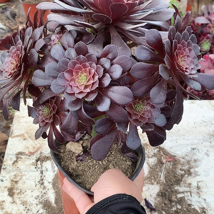 330黑铜壶多肉植物