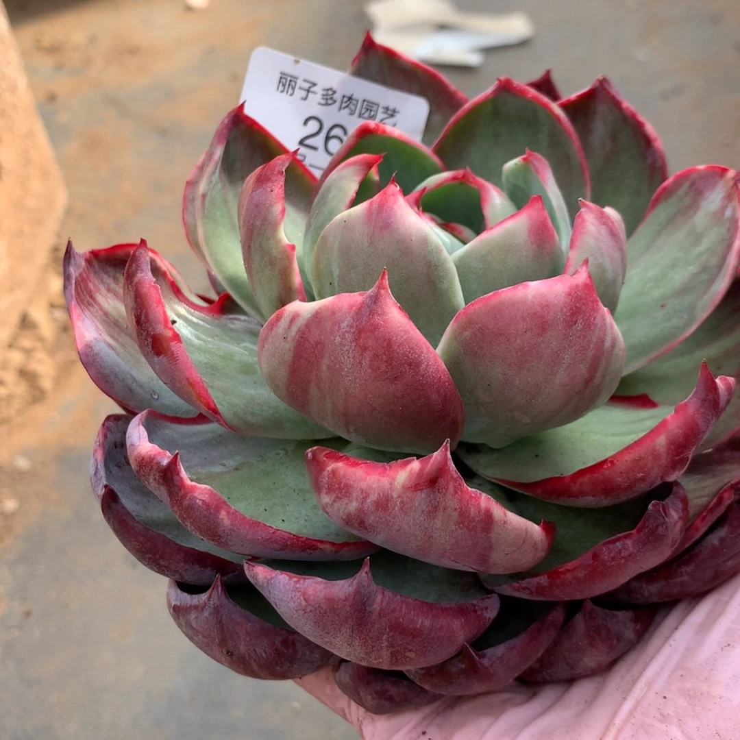 岁***～269多肉植物14厘米