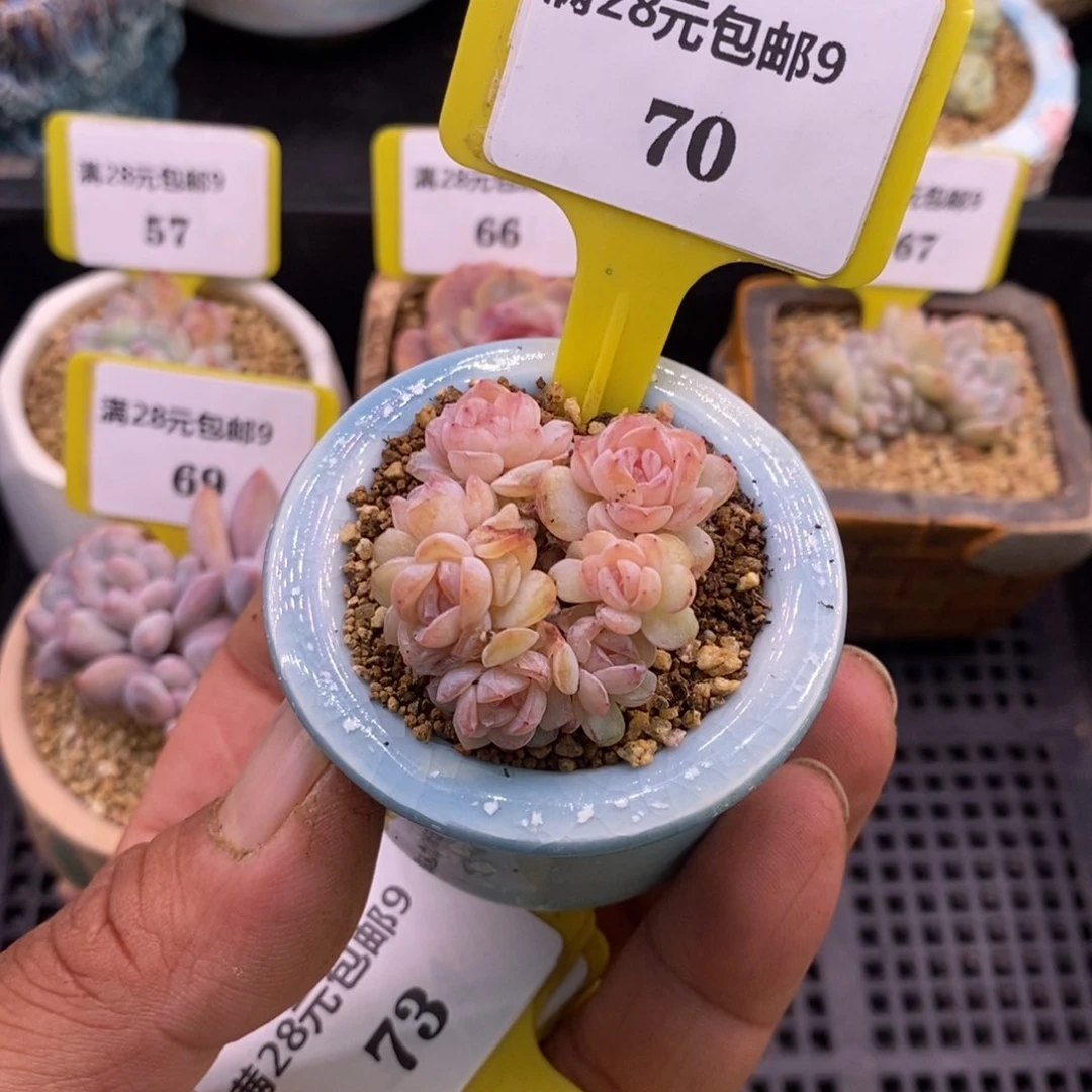 970丸叶7头方糖多肉植物