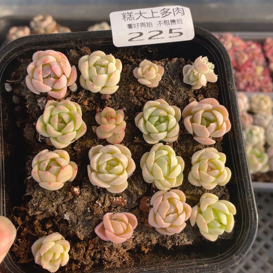 糕大上多肉植物225