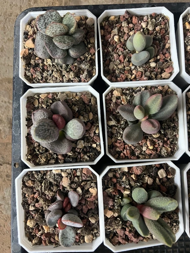 冷雨水泡多肉植物