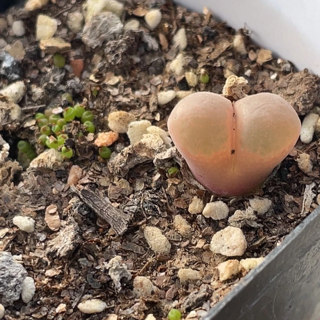 13-110风铃多肉植物