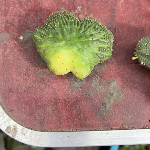 G***G欧布纹球缀化仙人球植物