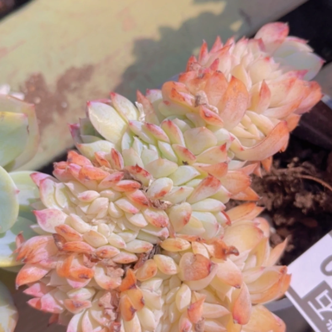 【闪购商品】莎莎缀06160