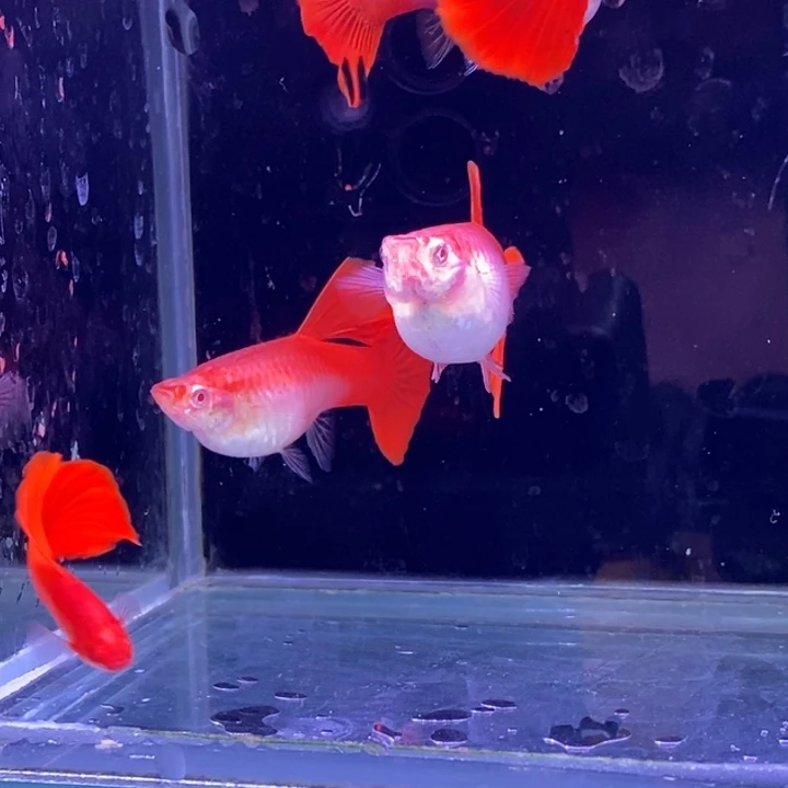 孔雀鱼紫麟大背血红3对