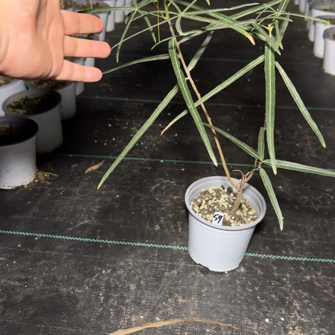 老***孙昆士兰瓶树 59号 带盆包邮