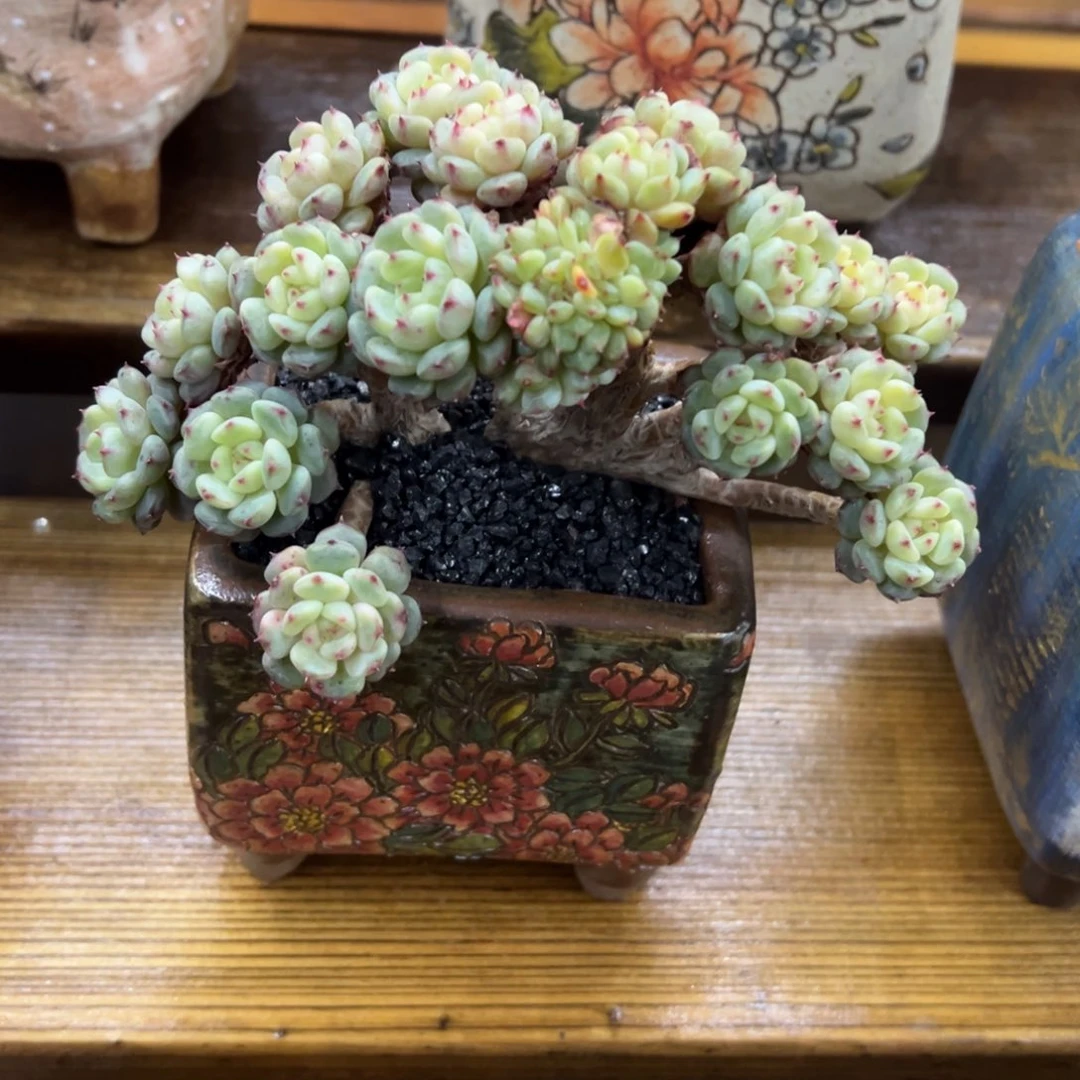 张张精品多肉白胖子朵朵