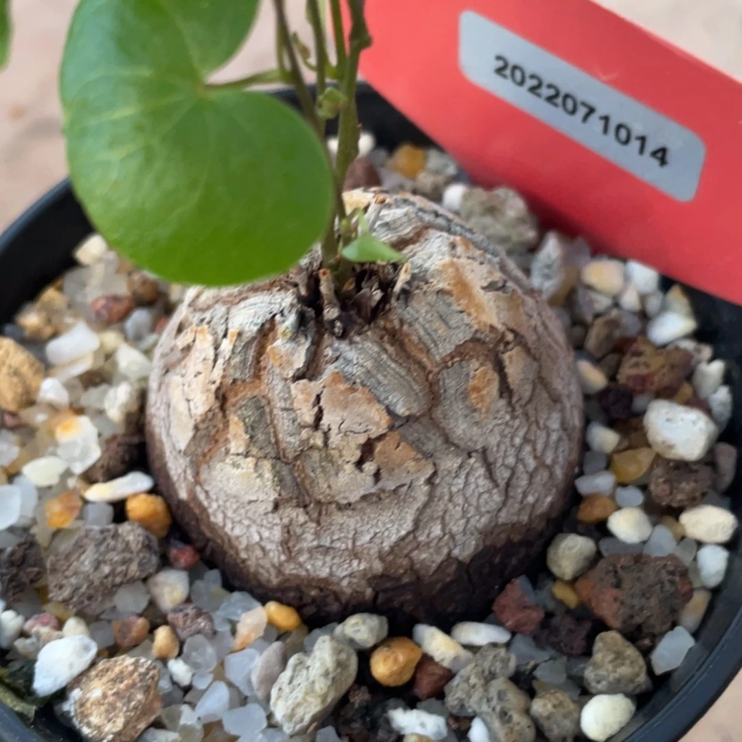 盆栽，龟甲龙4.6公分