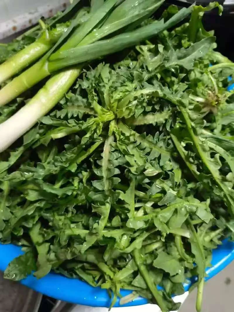 东北野生荠菜蘸酱菜现挖现发顺丰包邮