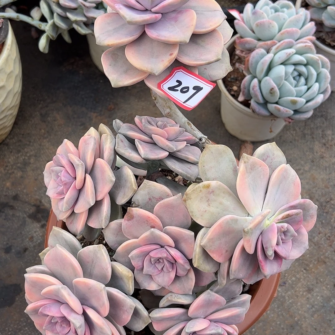 209号紫乐锦，一物一拍