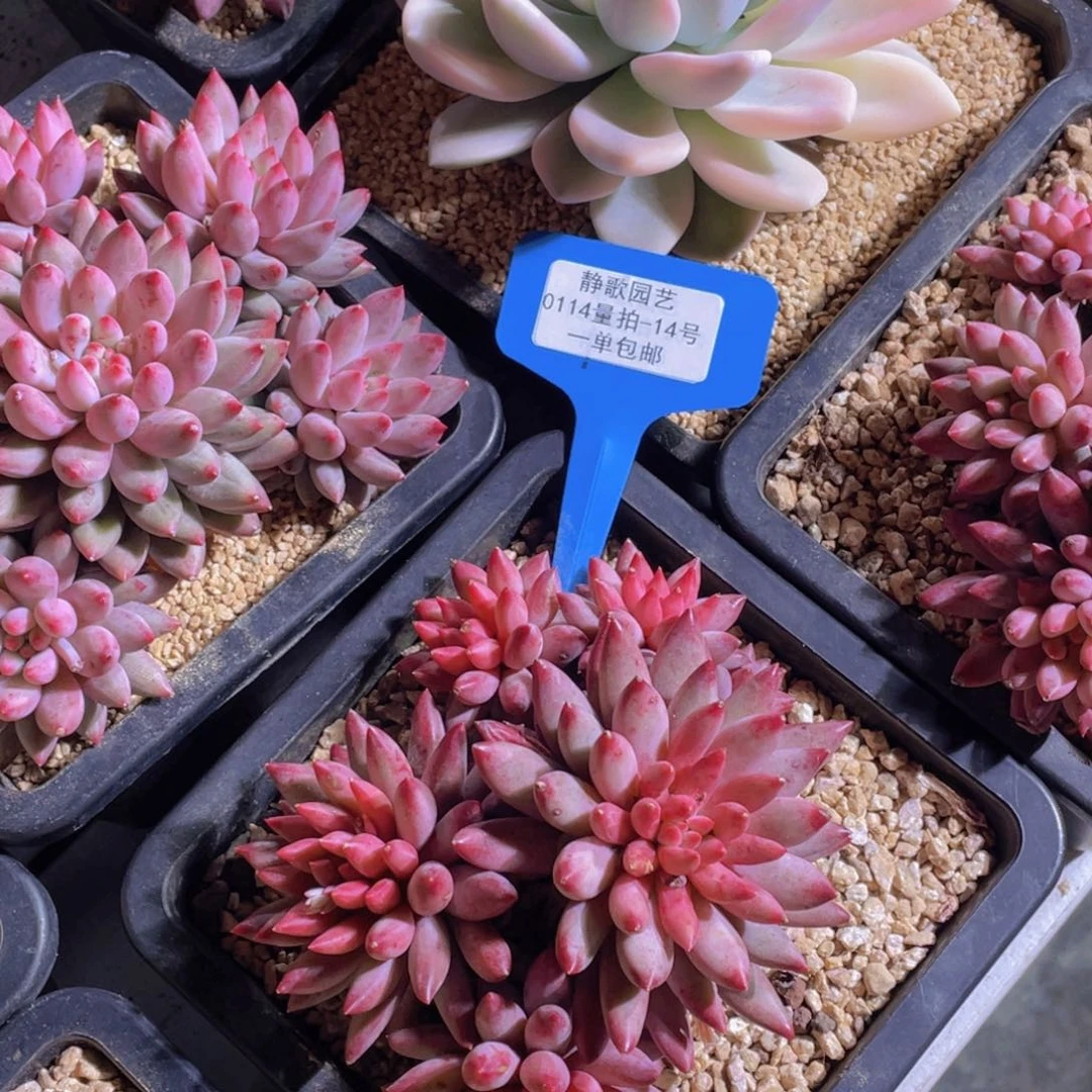 0114/14-大群精品虞美人福利一颗