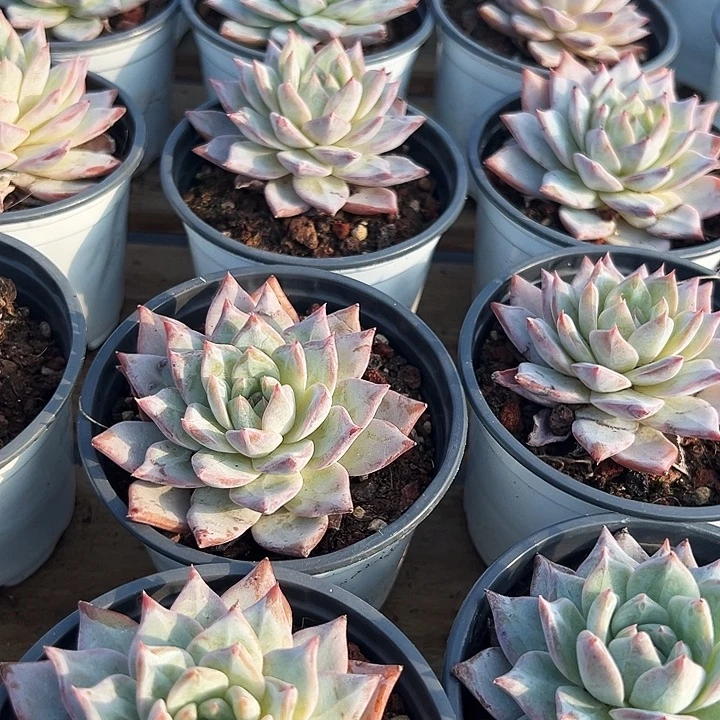 粉蓝鸟。福利多多。