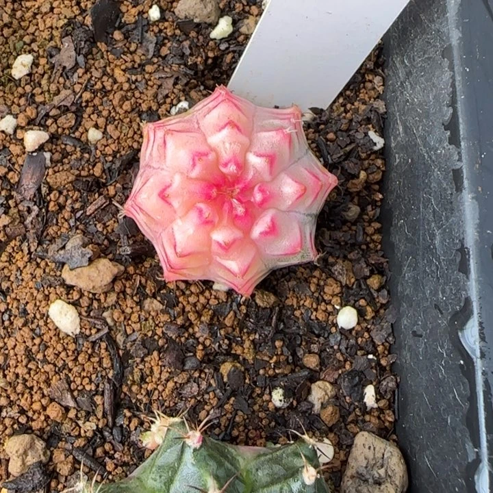 16-0209脱土发白富美多肉