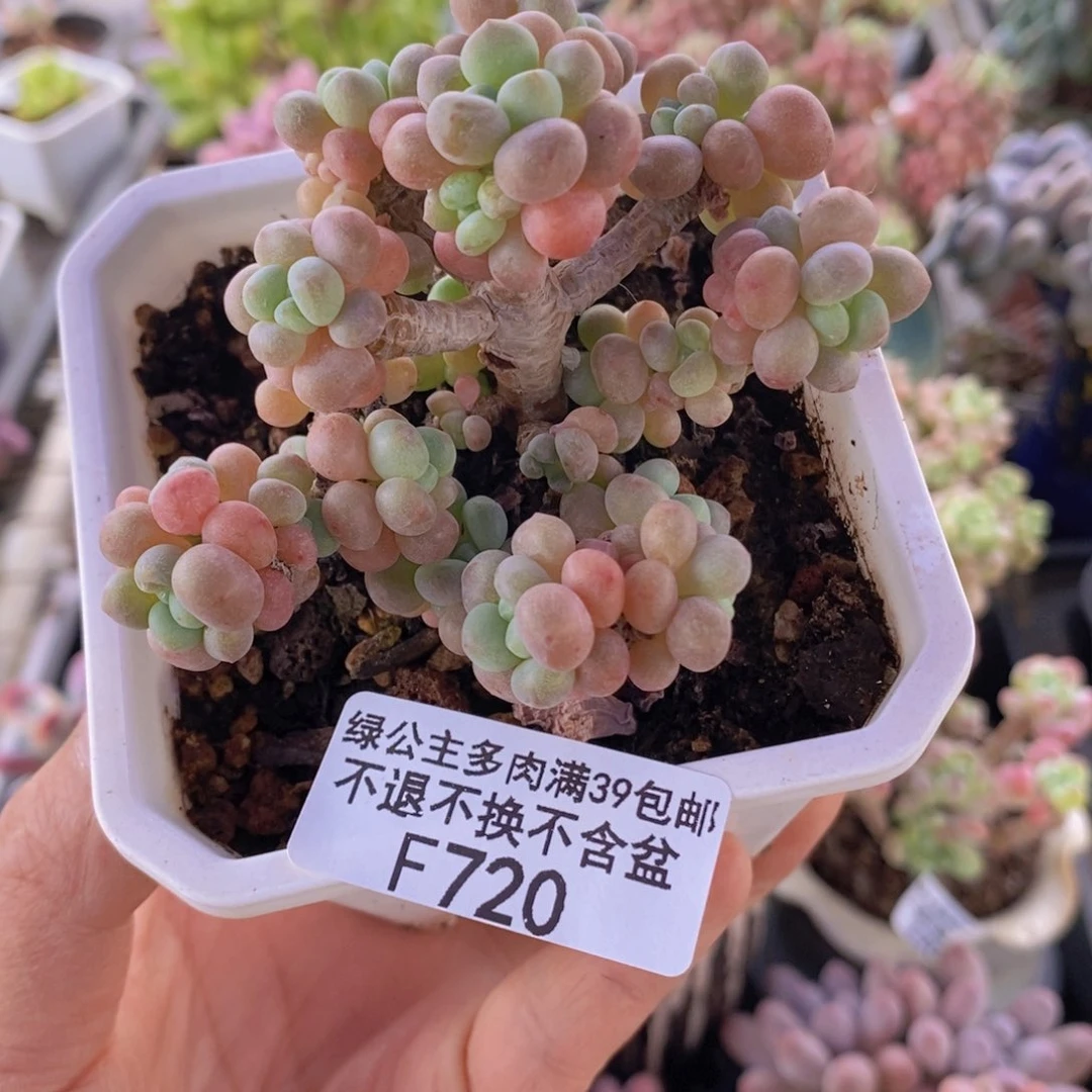 鱼子酱树7cm720多肉植物