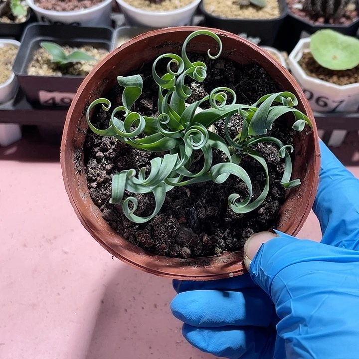 121大宽叶弹簧草，