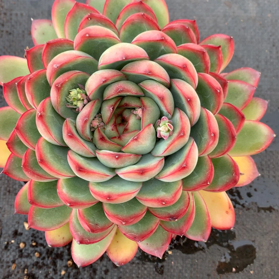 727杂交多肉14厘米