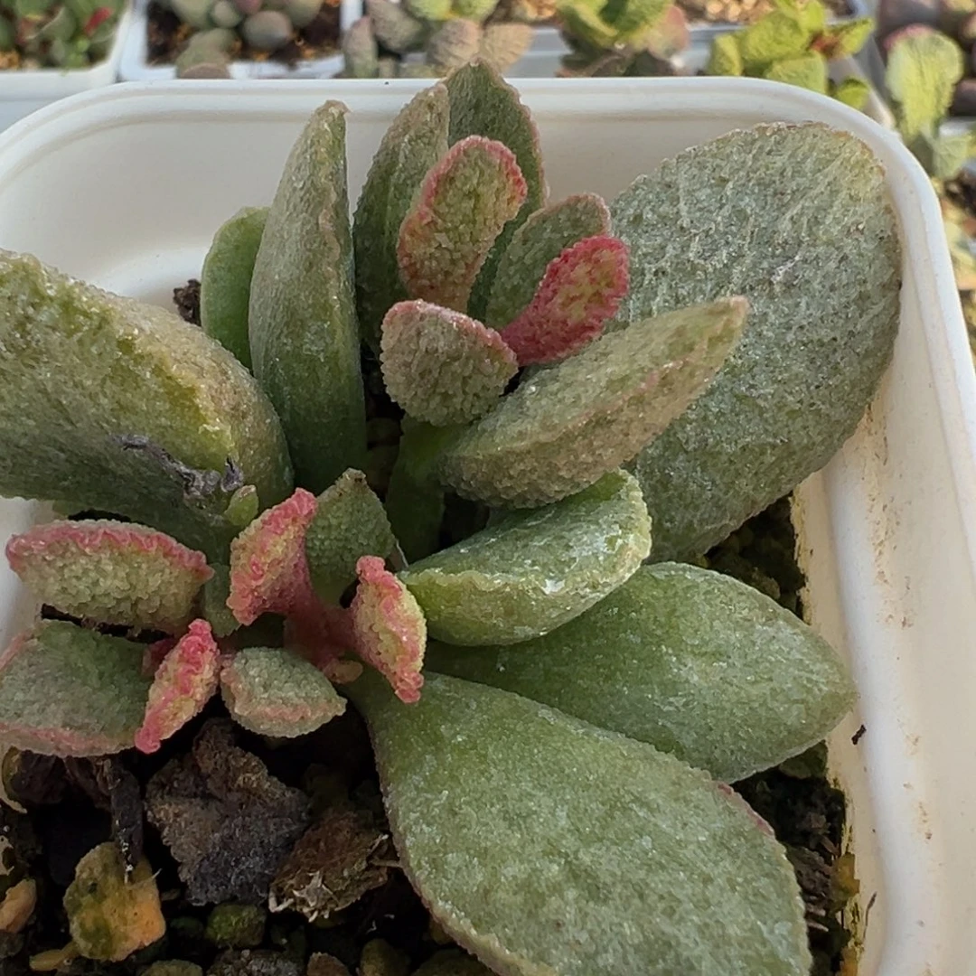 爱丽丝多头纯木质桩多肉植物