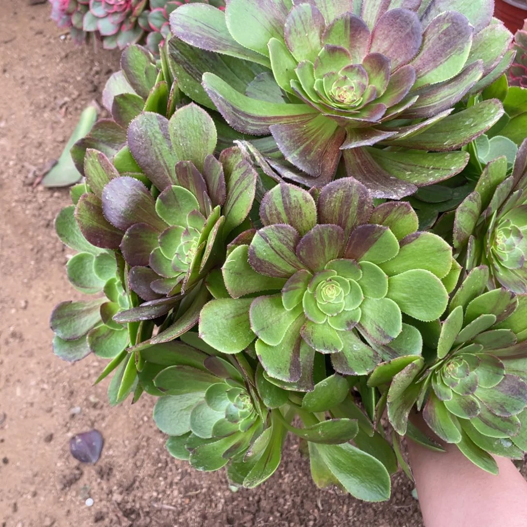 花月夜多肉法师断枝不包