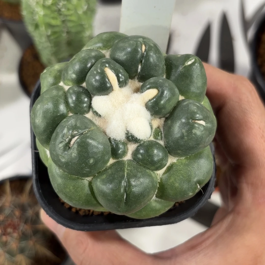 828萝卜根无刺象牙带盆带土