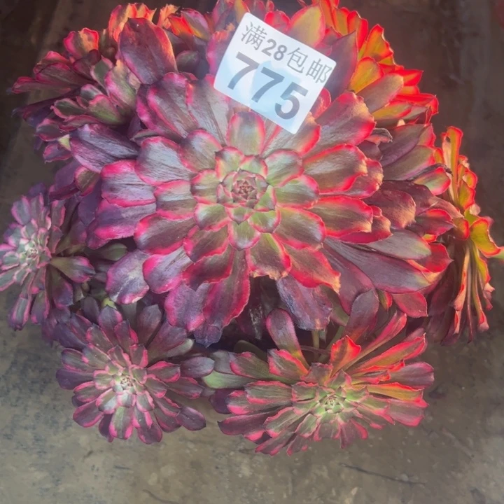 775雪姬多肉植物