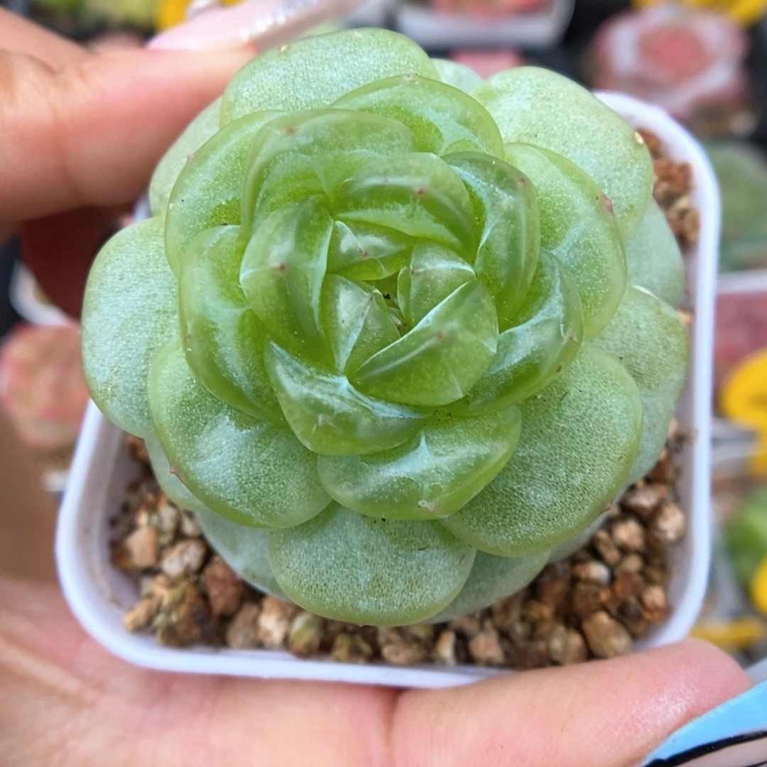 玲珑珍妮641号。