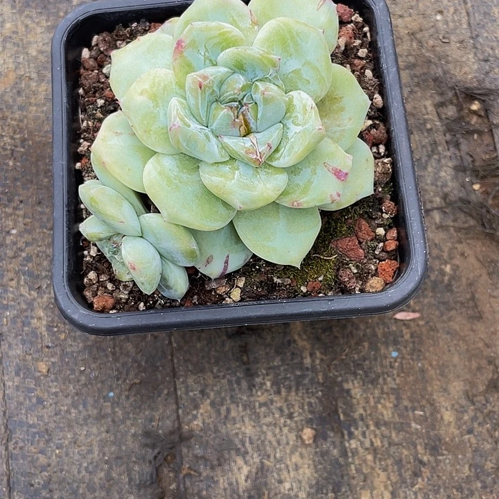 超***杰一物一拍一物一拍