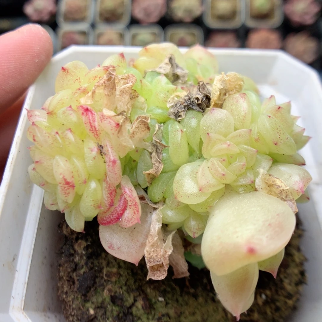 G69 ，20包邮两天凑单