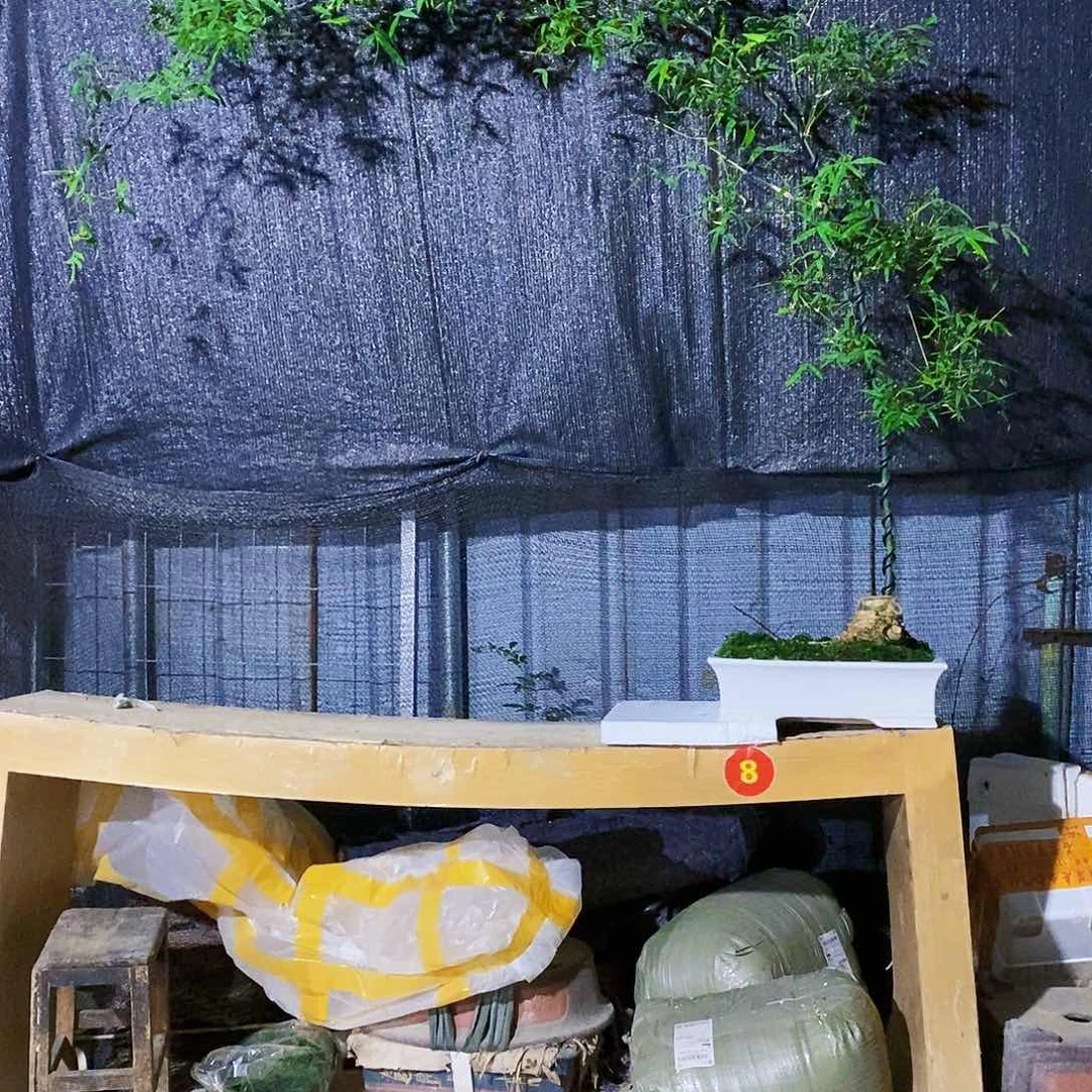 福*小叶簕竹一物一拍