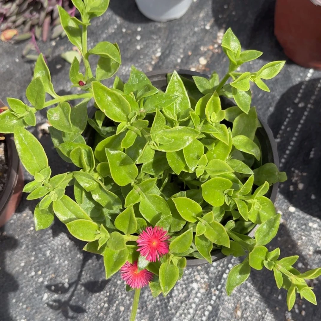 牡丹吊兰新疆包邮