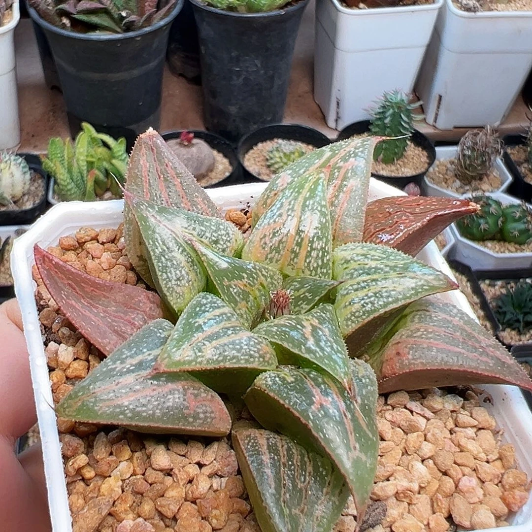 寿硬叶十二卷一颗