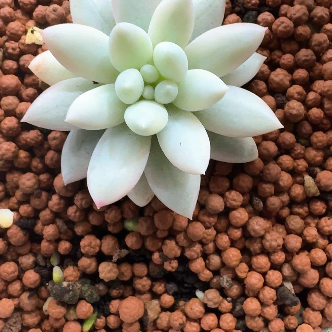 所罗门锦多肉植物