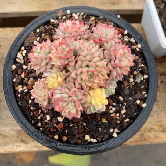 女雏锦 夏鸣园艺