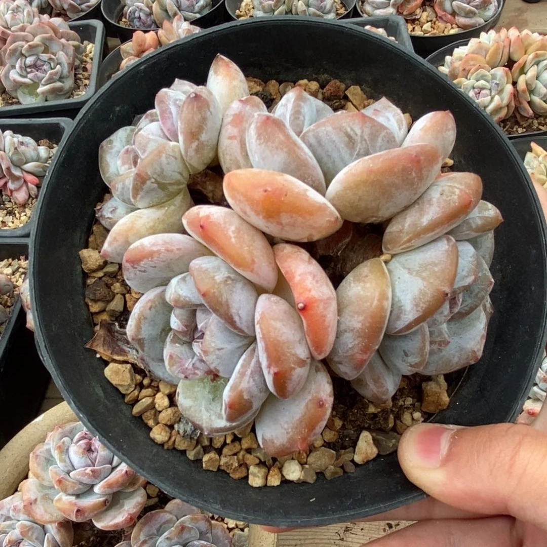 四头大肥肥圆圆