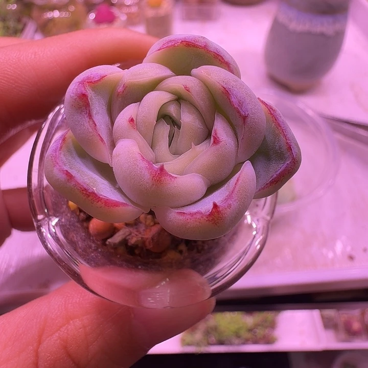 ****蛋大号花边瓶胖虎珍妮母本一物一拍，送叶片！