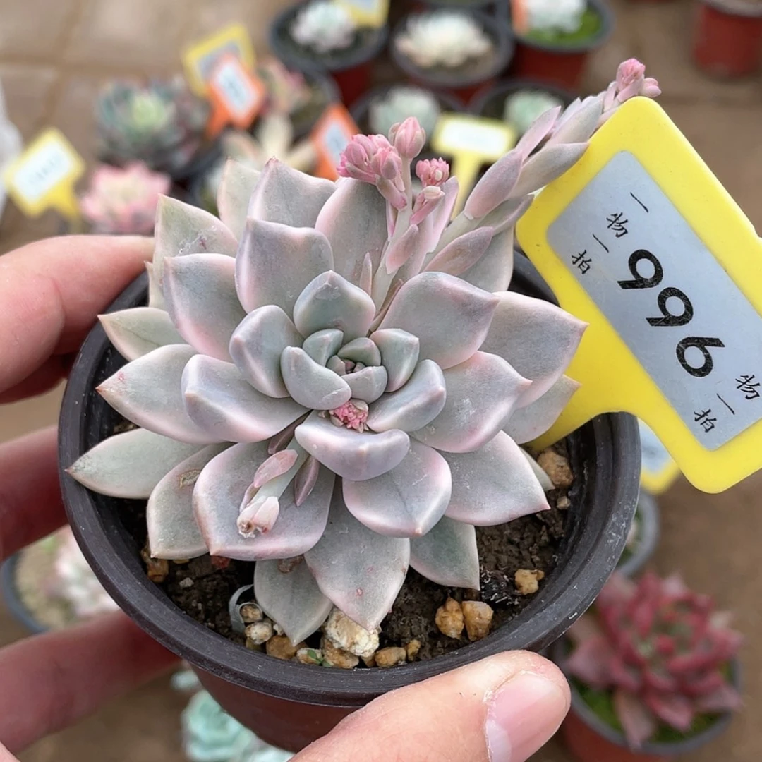 【闪购商品】996号